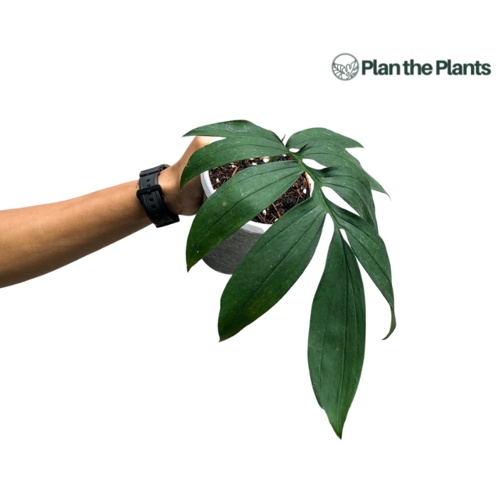 Monstera Subpinata